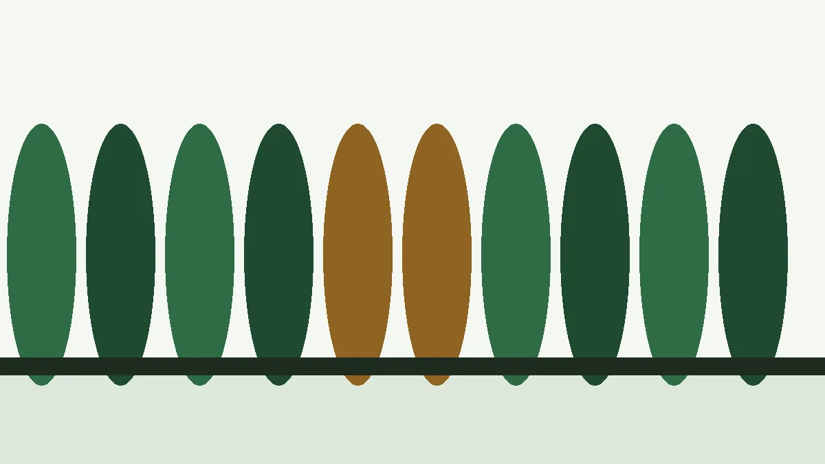 Ilustración de un seto de coníferas con un tramo seco de color marrón entre tramos verdes
