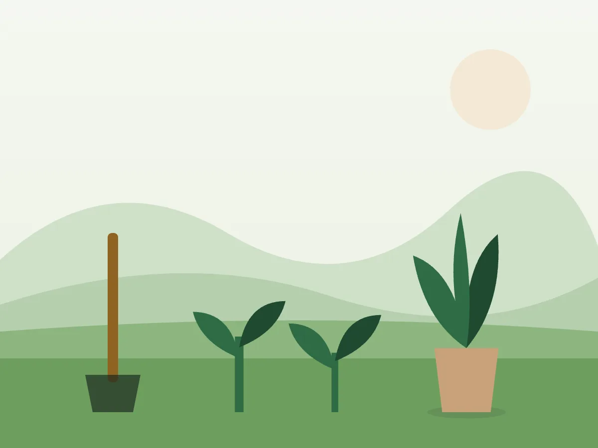 Ilustración de un jardín mediterráneo recién plantado con setos, trepadoras y acolchado de corteza