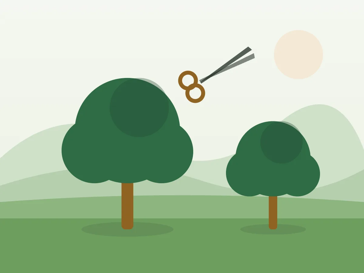 Ilustración de un árbol de jardín con la copa aclarada después de una poda